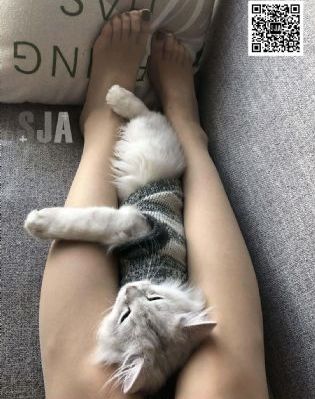 诱人的飞行免费